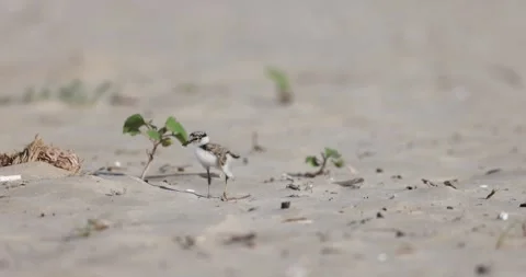 Little Ringed Plover Chick on the Beach Stock Footage 302835331