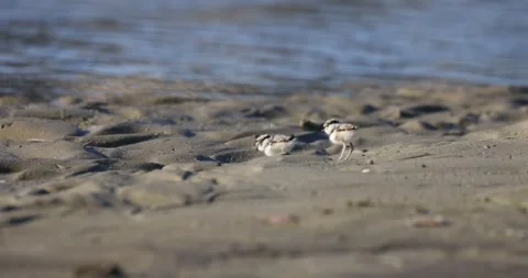 Little ringed plover chicks on the beach Stock Footage 302838412