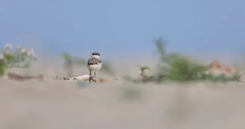 Little ringed plover chicks Stock Footage 302834835
