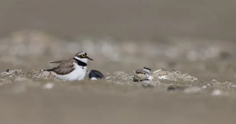 Little ringed plover chicks with a parent Stock Footage 302832617