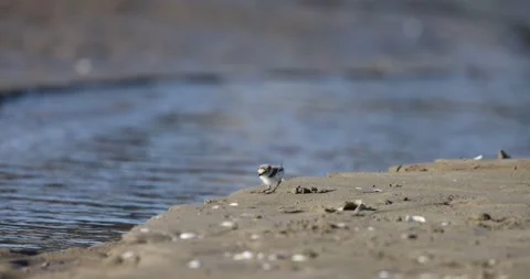 Little ringed plover chicks in slow-motion Stock Footage 302837571
