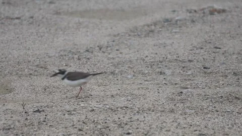 Little Ringed Plover eating an earthworm in 4K closeup, swallowing Vidéo 338101956