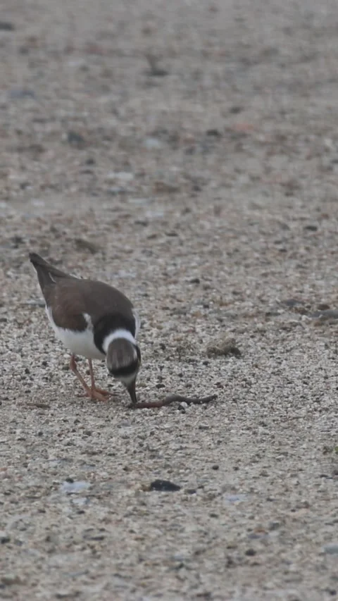 Little Ringed Plover eating an earthworm closeup03, Vertical 库存影片 340339619
