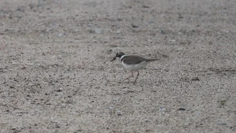 Little Ringed Plover eating an earthworm in 4K closeup04 Stock Footage 340339632