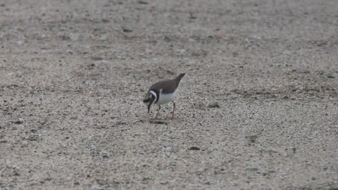 Little Ringed Plover eating an earthworm in 4K closeup03 Video stock 340339640