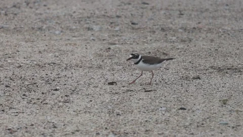 Little Ringed Plover eating an earthworm in 4K closeup02 Stock Footage 340339643