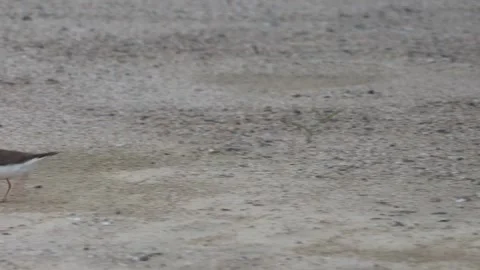 Little Ringed Plover eating an earthworm in 4K closeup05 库存影片 340339773