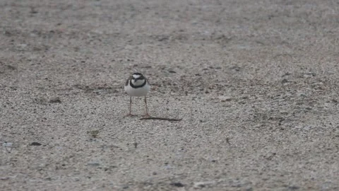 Little Ringed Plover eating an earthworm in 4K closeup01 库存影片 340339804