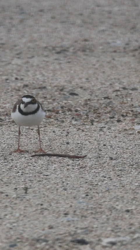 Little Ringed Plover eating an earthworm closeup01,Vertical Stock Footage 340339819
