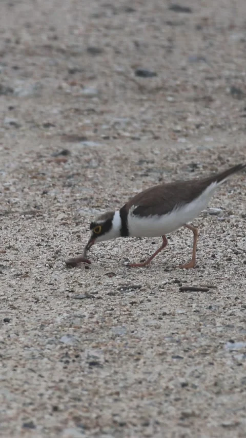 Little Ringed Plover eating an earthworm closeup02, Vertical 库存影片 340339827