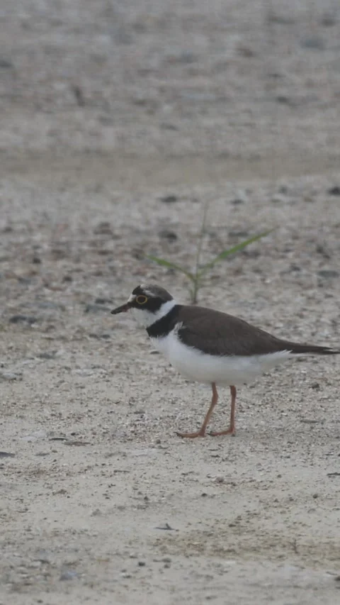Little Ringed Plover eating an earthworm closeup05, Vertical 库存影片 340339833