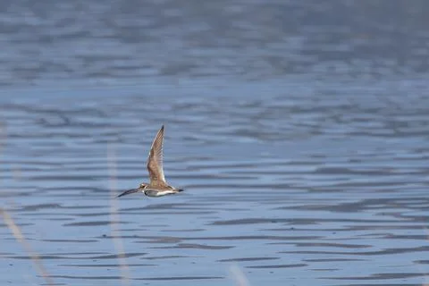 Little Ringed Plover in Flight Over the Waters of the Beniarres Reservoir 库存照片