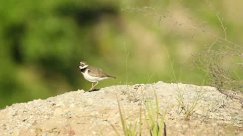 Little ringed plover Stock Footage 10572540