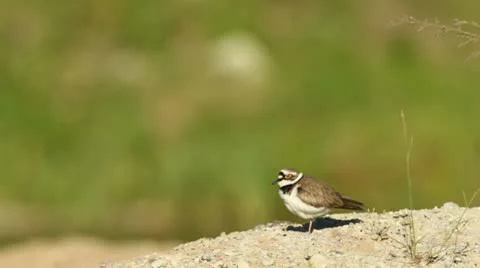 Little ringed plover Stock Footage 10574989