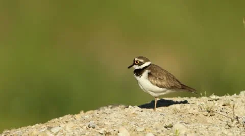 Little ringed plover Stock Footage 10578410