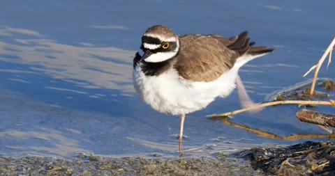 Little Ringed Plover Video stock 332485007