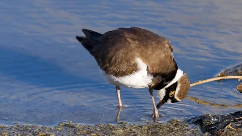 Little Ringed Plover Video stock 342250938