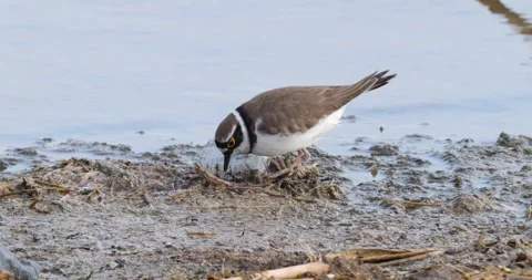 Little Ringed Plover Video stock 342924616