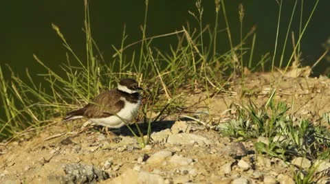 Little ringed plover in grass Stock Footage 10574691