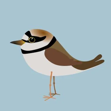 Little ringed plover Illustrazione stock