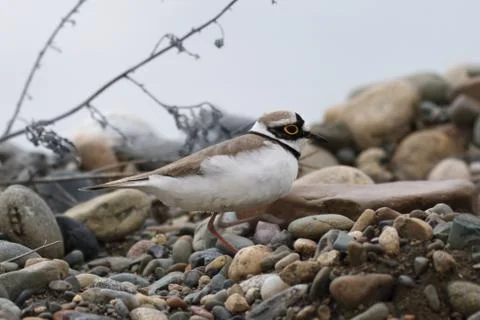 Little ringed plover Photos