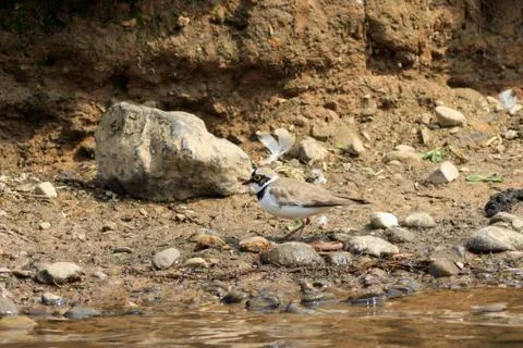 Little ringed plover Stock Photos