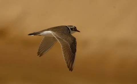 Little ringed plover Stock Photos