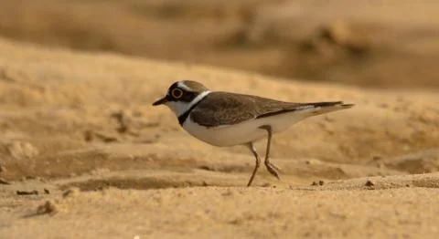 Little ringed plover Stock Photos