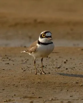 Little ringed plover Stock Photos