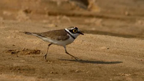 Little ringed plover Stock Photos