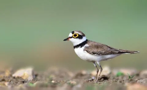 Little ringed plover Stock Photos