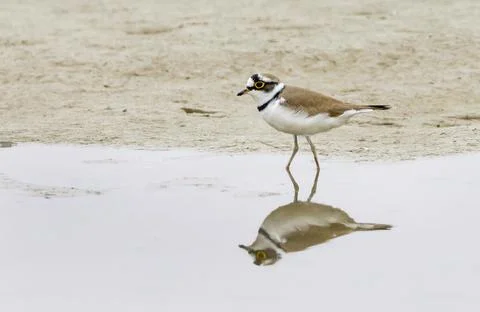 Little ringed plover Stock Photos