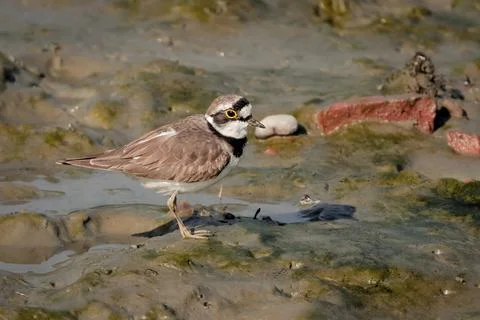 Little ringed plover Stock Photos