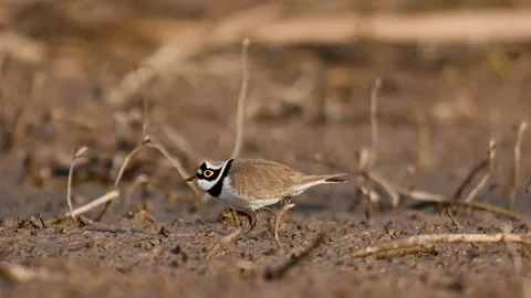 Little Ringed Plover picking at the mud in a natural wetland. Vídeo Stock 331411696