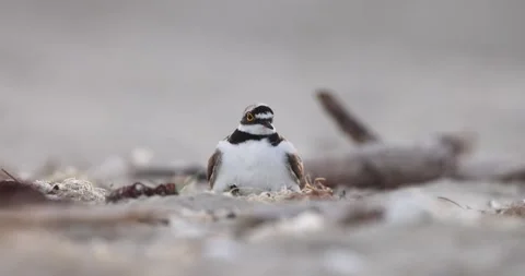 Little ringed plover protects his chicks underneath him Stock Footage 302834779