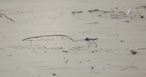 Little Ringed Plover runs on the beach, 4K slomo Stock Footage 258104026