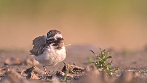 Little ringed plover on the shore of the little water reservoir Stock Footage 239458028