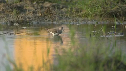 Little ringed plover small bird Stock Footage 145848577