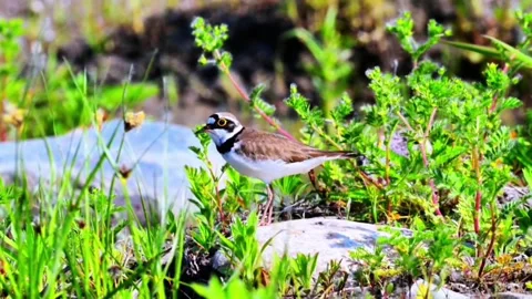 Little ringed plover standing on a rock in a grassy meadow Stock Footage 336033522
