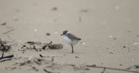 Little ringed plover stands on the beach, 4K slomo Stock Footage 258155332
