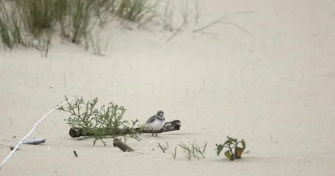 Little ringed plover stands on the beach, 4K slomo Stock Footage 258163080