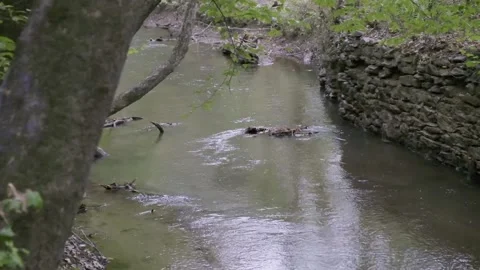 Little river diverging at Olde Rope Mill park in Woodstock Georgia Video stock 145682081