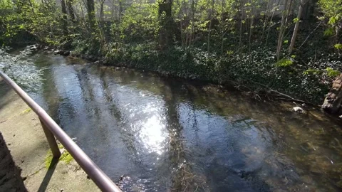 Little river in the forest Stock Footage 131010643