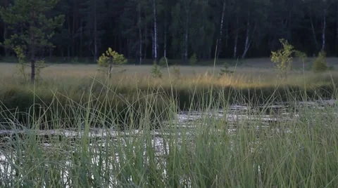 Little river in russian forest Stock Footage 66145998