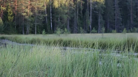 Little river in russian forest Video stock 66146477