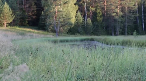 Little river in russian forest Stock-Footage 66146570