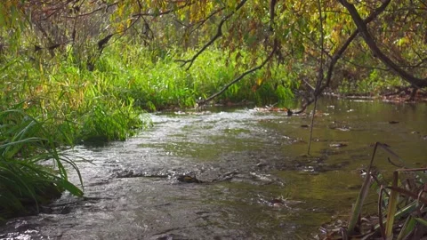 Little river stream in willow thickets at autumn Stock Footage 168580583