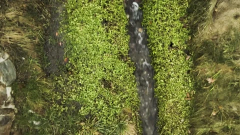 Little river top down view, with lots of green Video stock 148389667