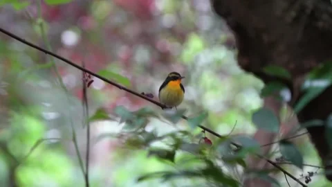 Little robin perched on tiny branch Stock Footage 335661889
