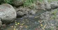 Little rocky water stream in the jungle of Flores mountains Indonesia 4k or 4k+ Resolution